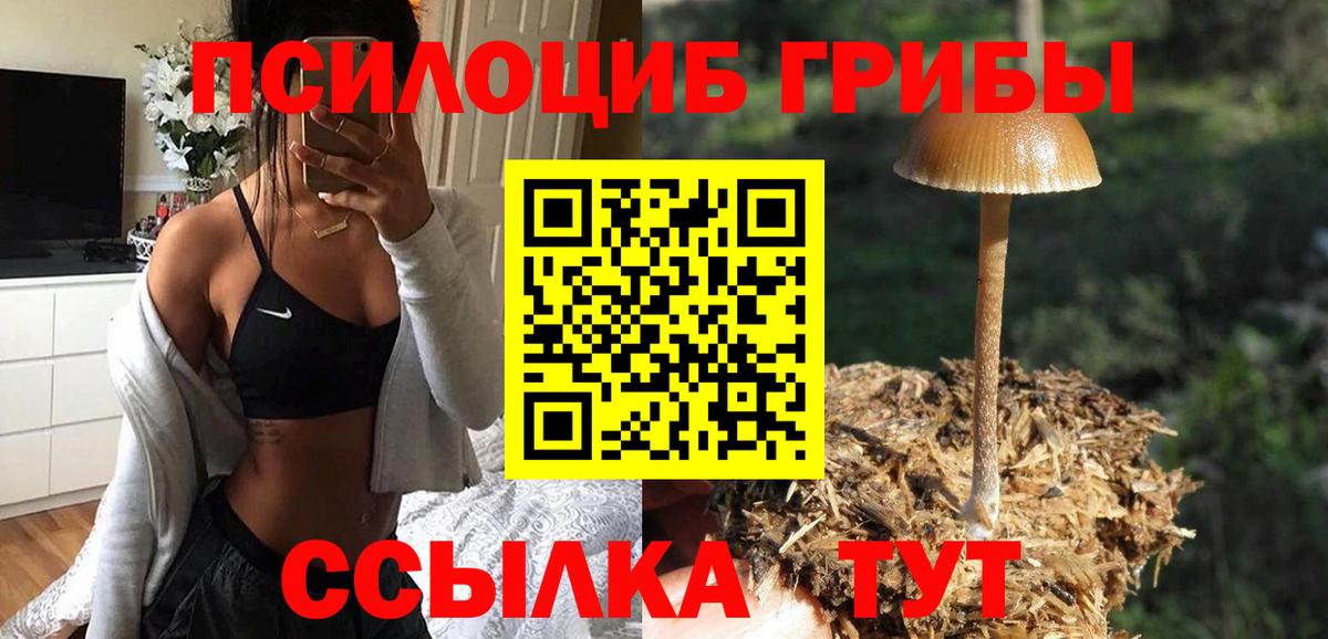 Галлюциногенные грибы Psilocybe Новотроицк